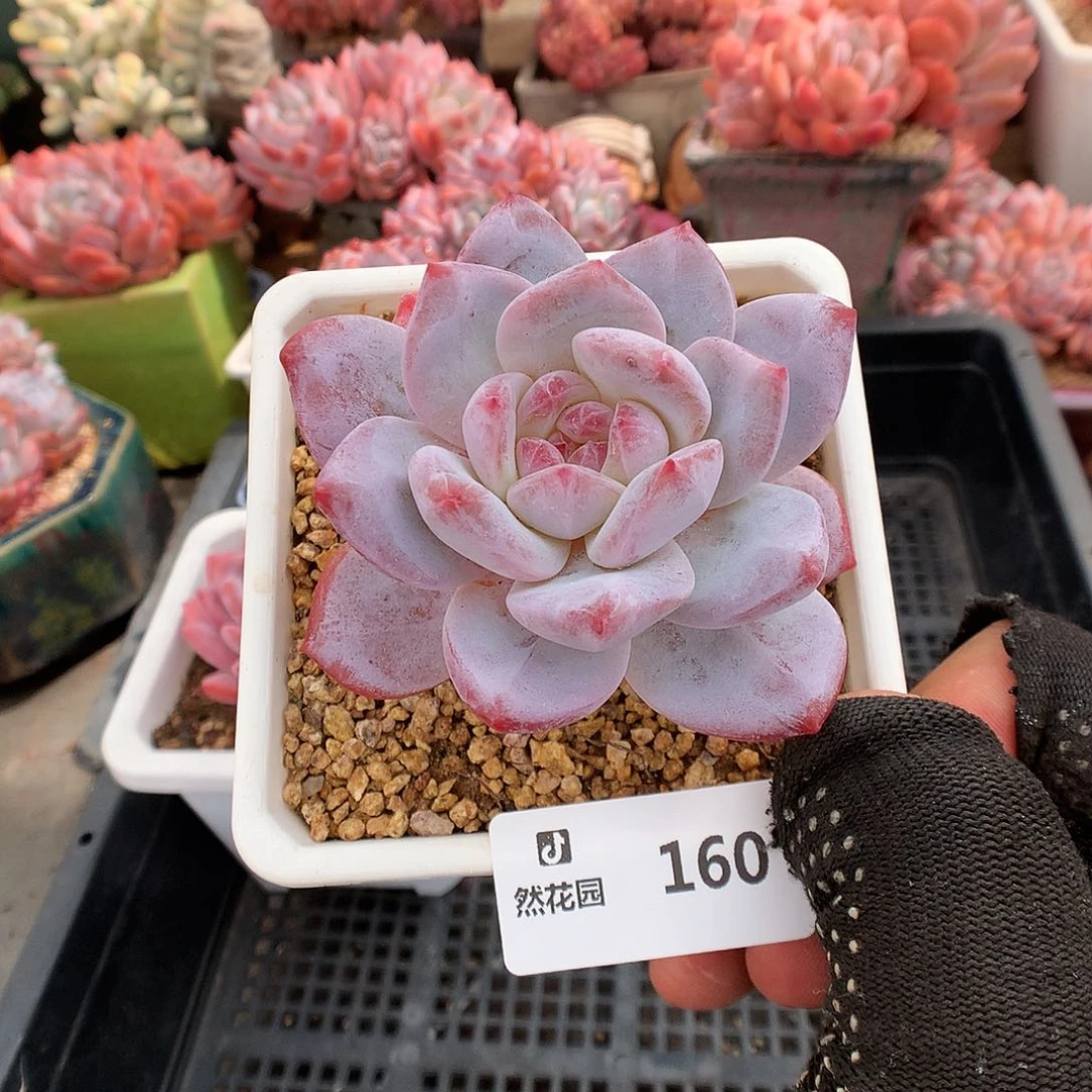 160星影多肉植物6666