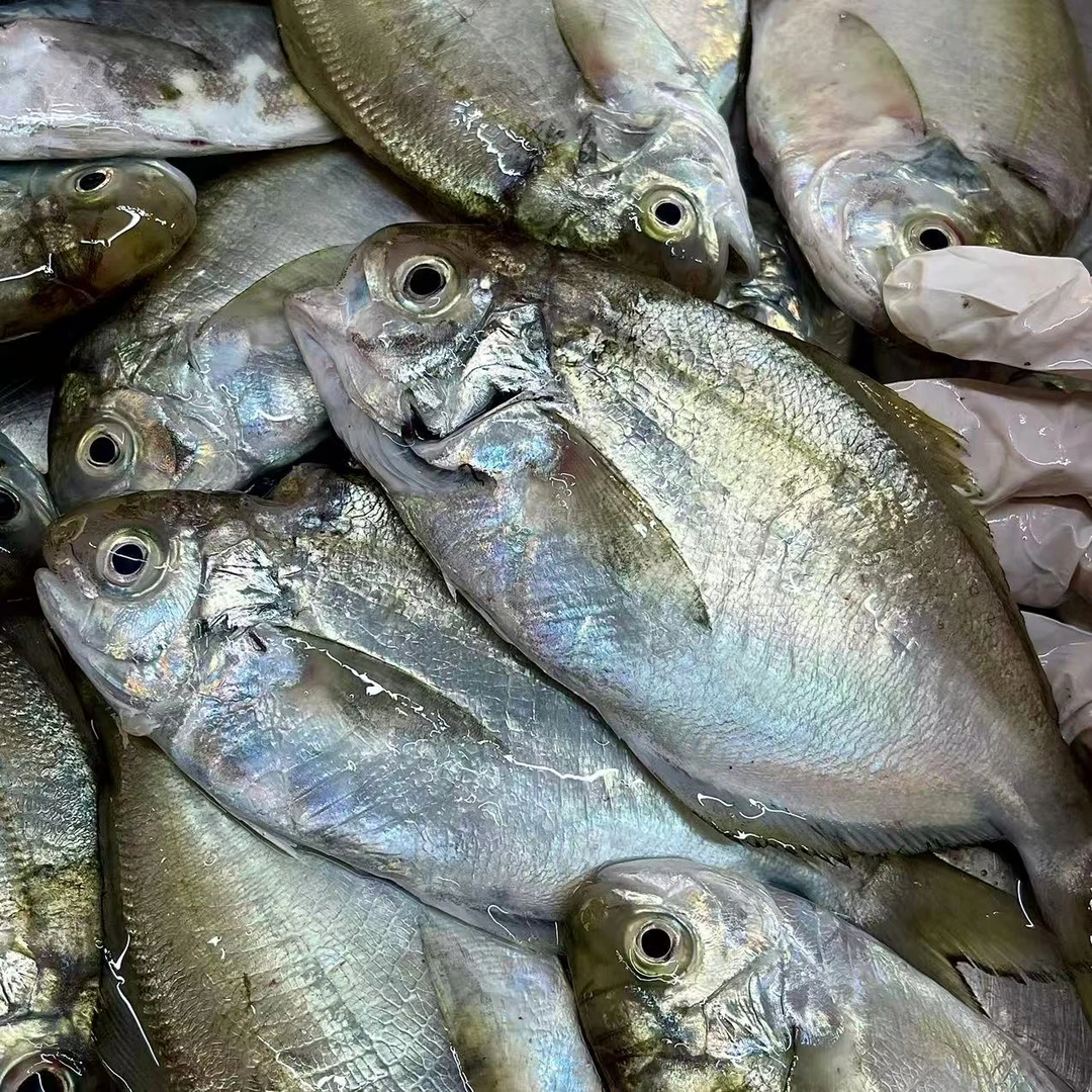 湖东本港大条南鲳鱼