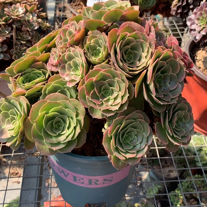 463香妃多肉植物特价