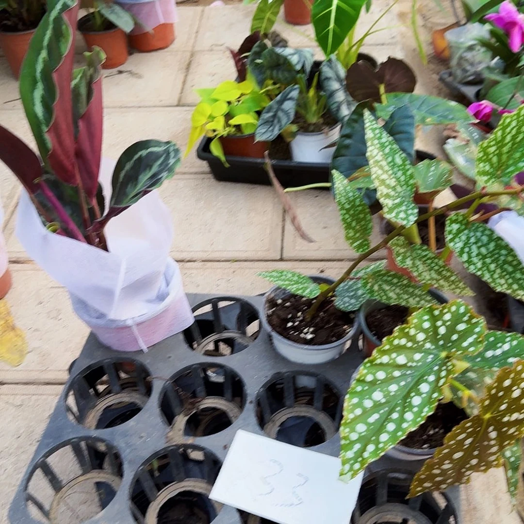 完全开放一物一拍套餐33