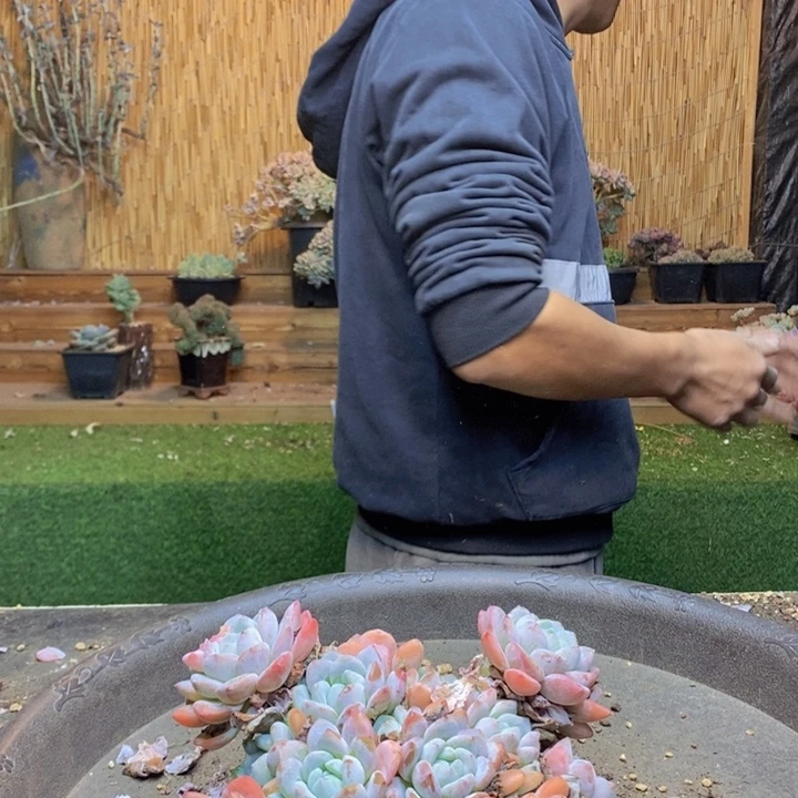 @***呵391号冷香多肉植物