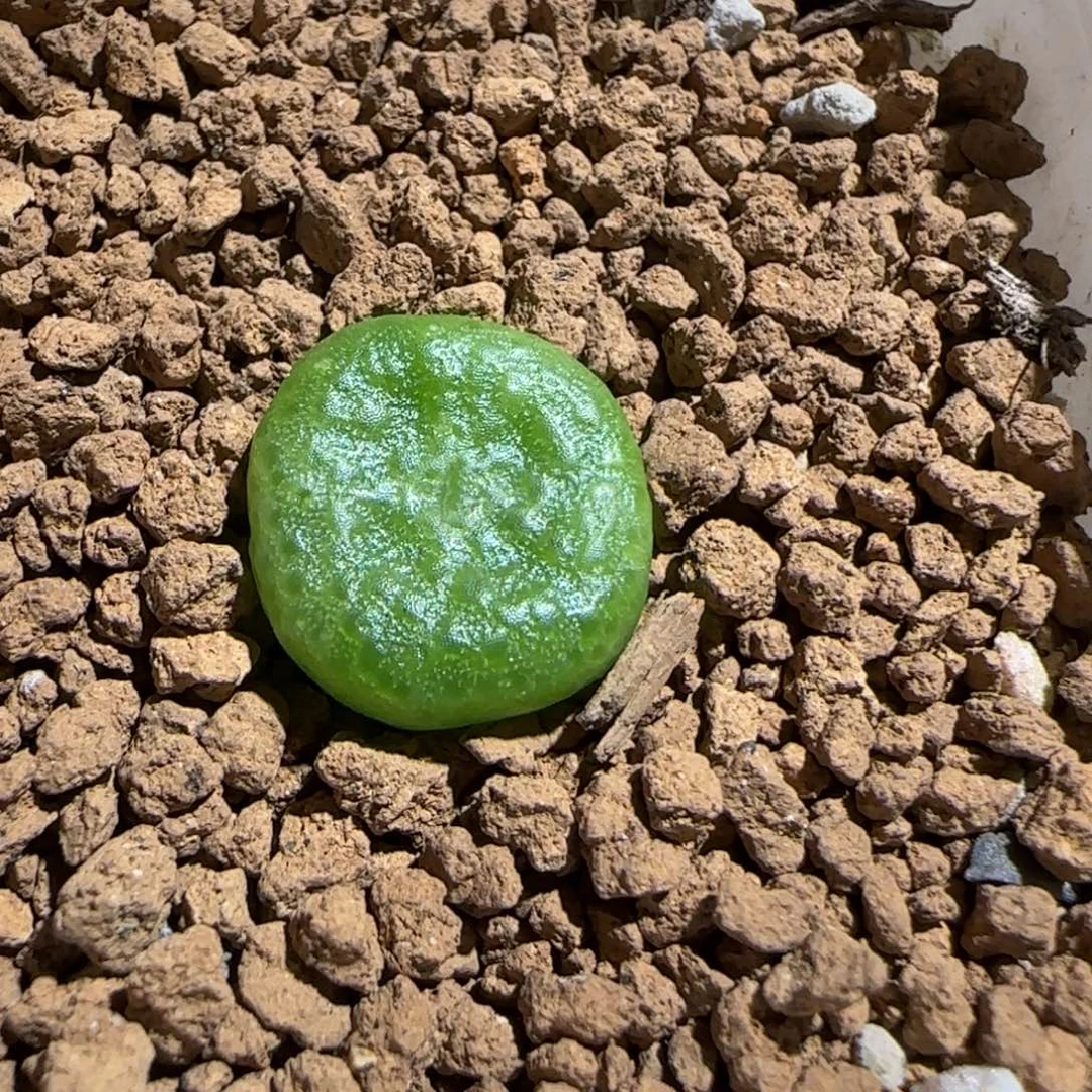 肉锥多肉植物组合-青团1637