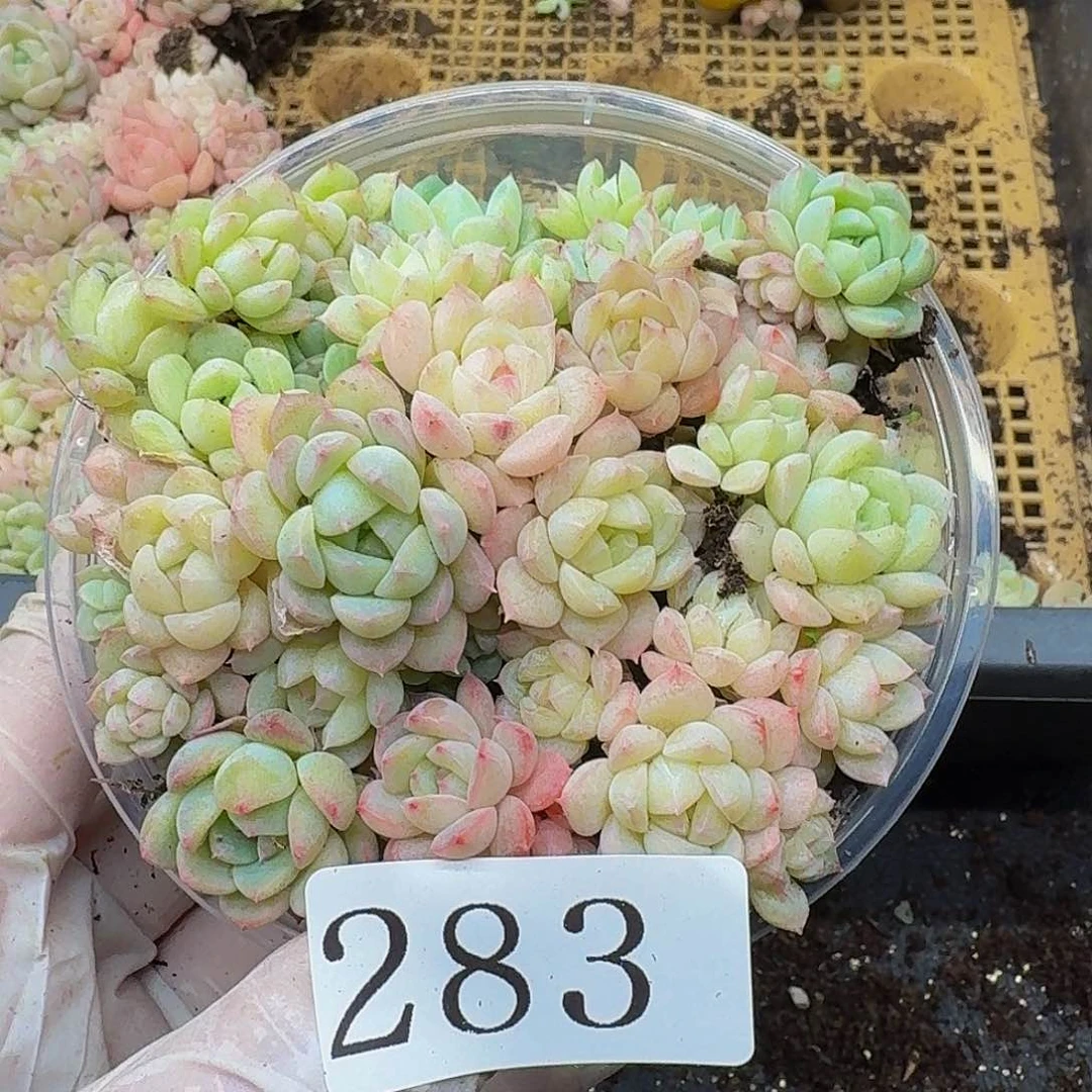 多肉植物多肉植物283