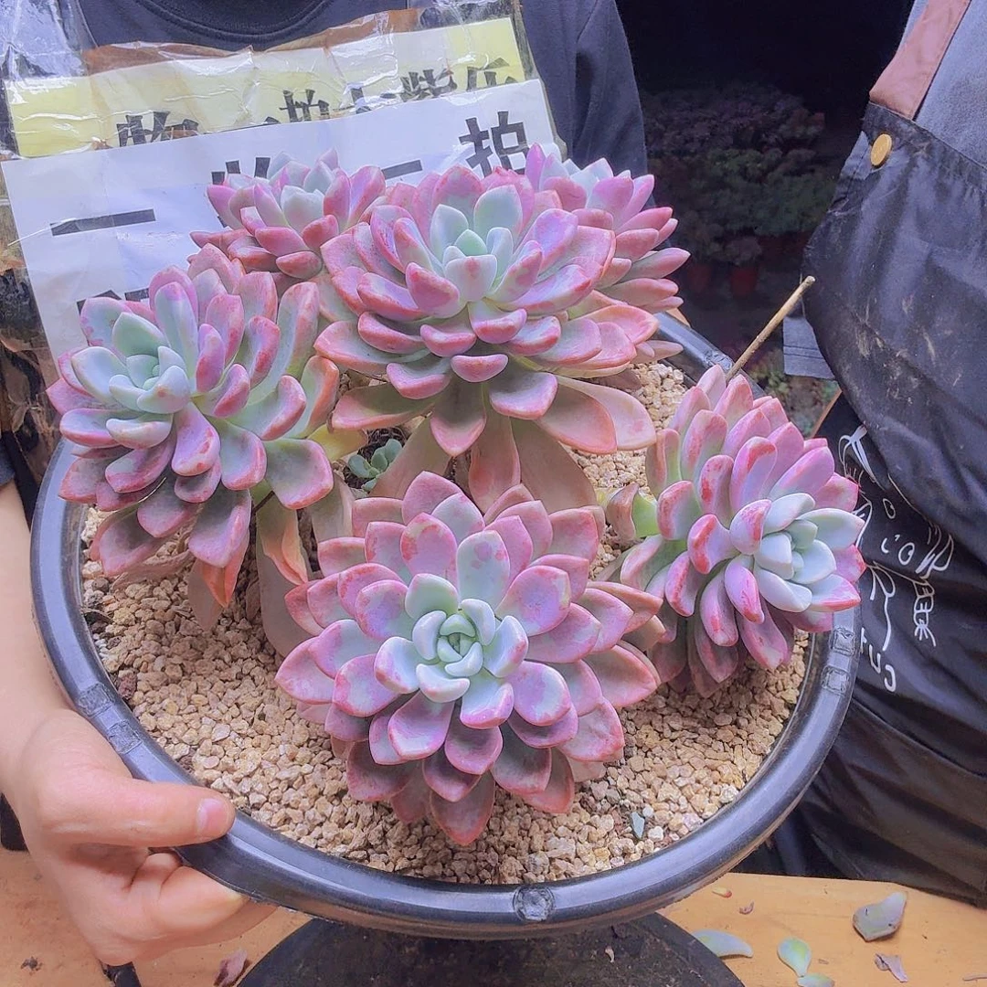 滑板路与无意拍所见即所得，实际10位数实物以图片为准