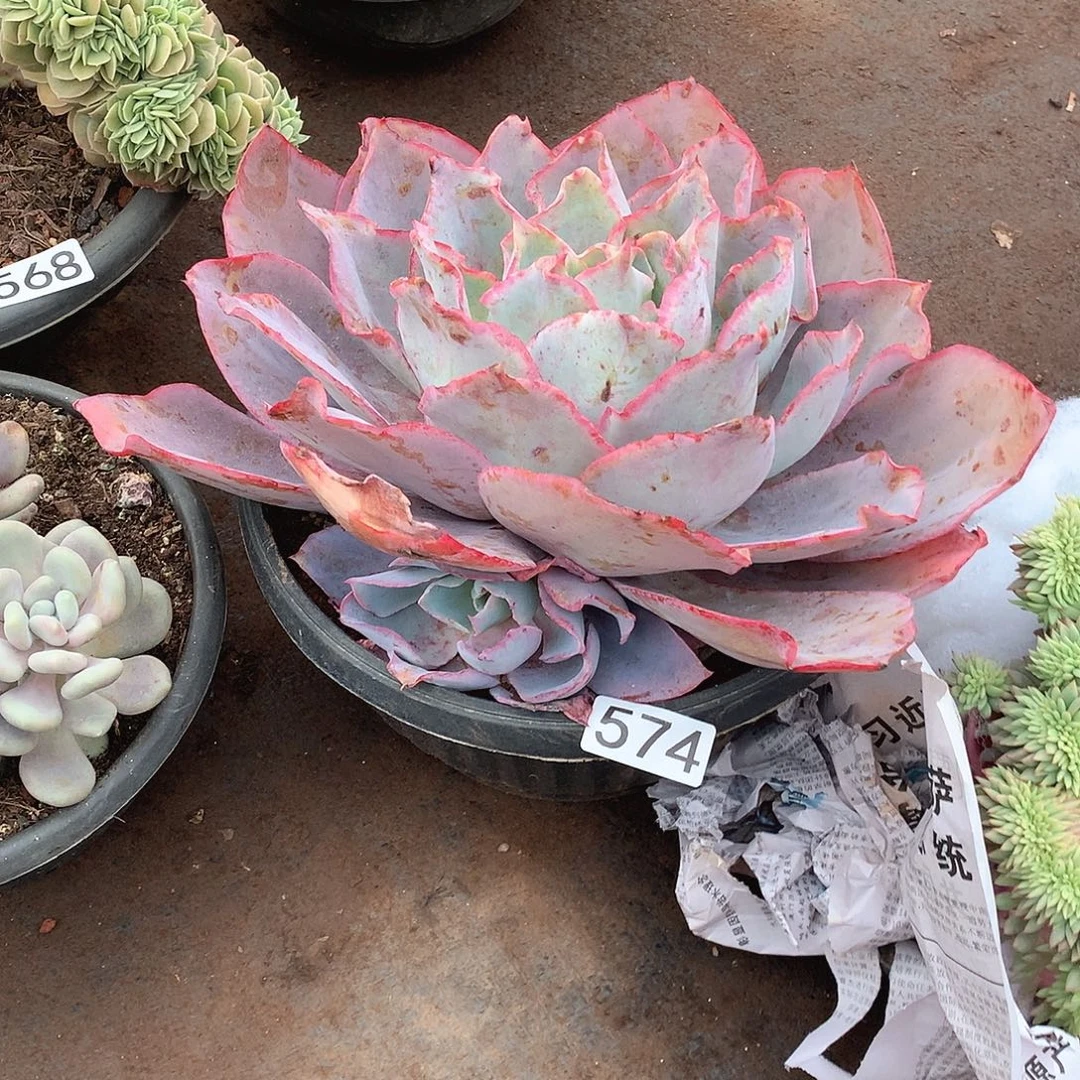 574晚霞 一物一拍多肉