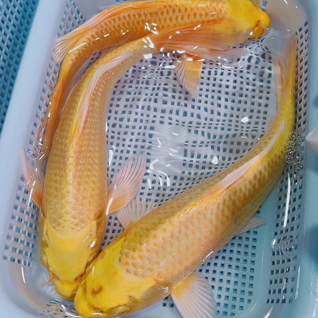 锦鲤锦鲤冷水鱼观赏