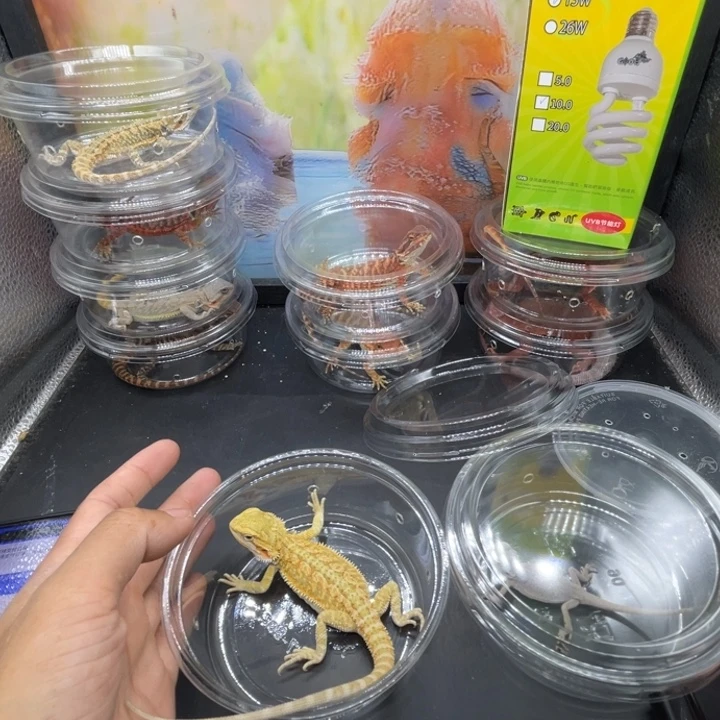 鬃狮蜥鬃狮自己挑