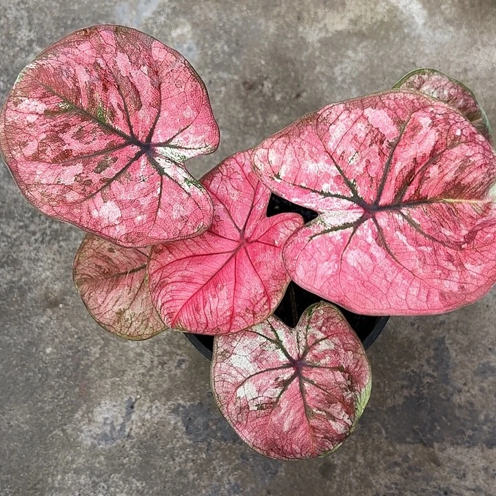 66-0103彩叶芋广东现货