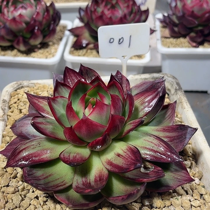 海**辰惊鸿仙子多肉植物01