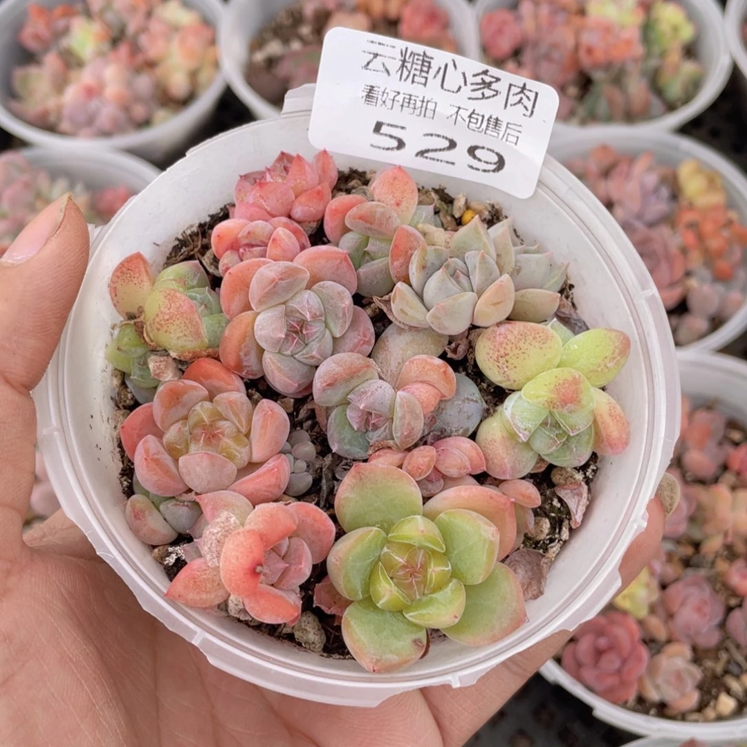云糖心多肉植物529