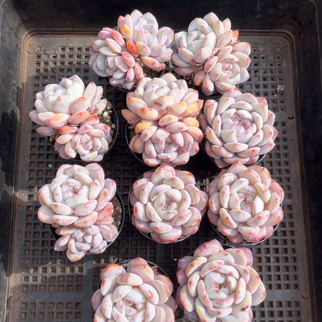 带盆发   511号新疆西藏内蒙古不包邮的