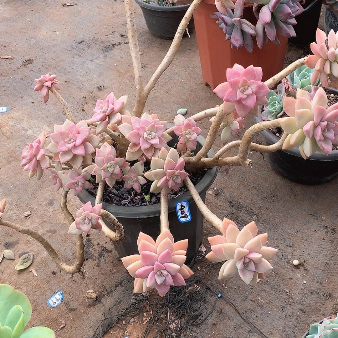 409淡雪 一物一拍多肉