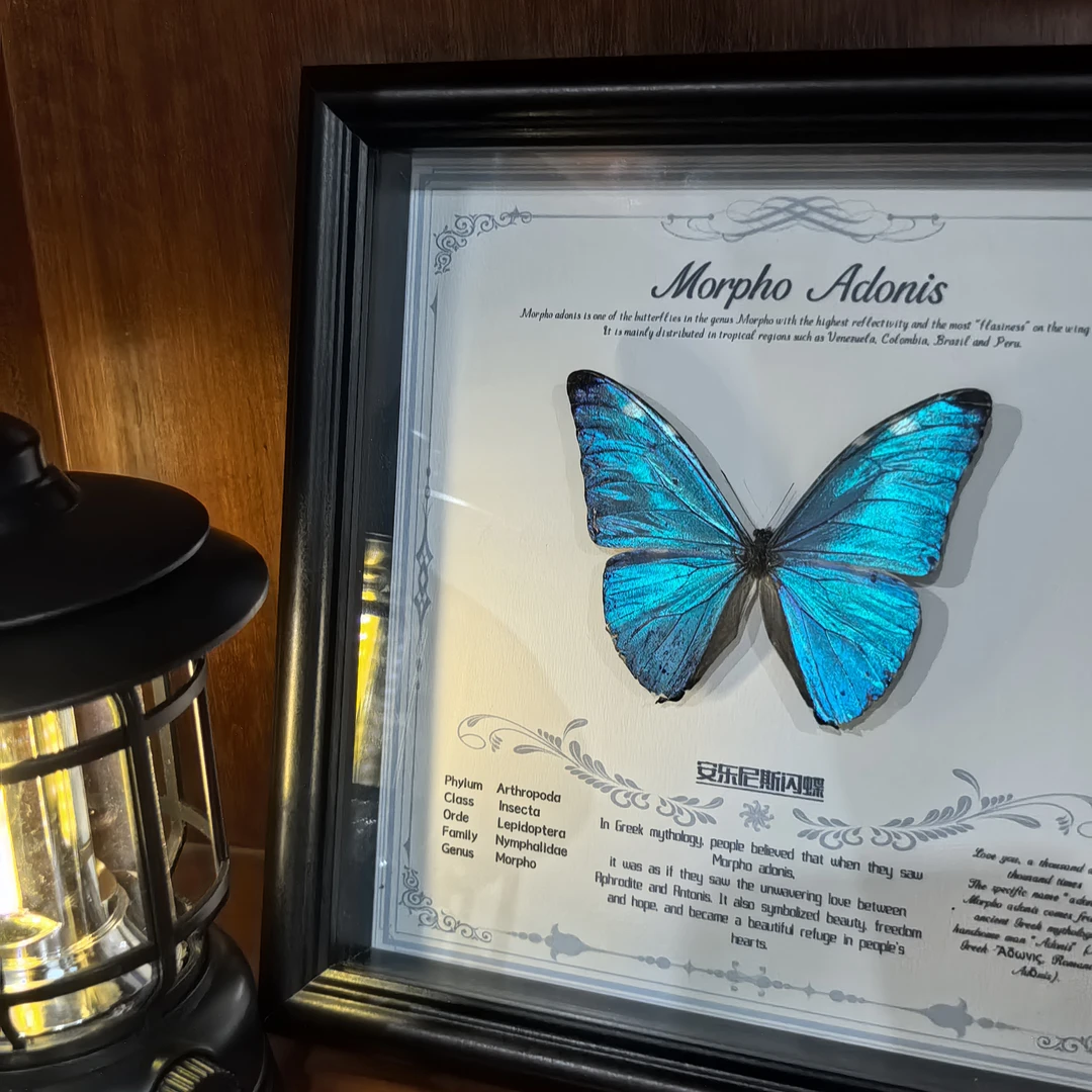 安东尼斯闪蝶蝴蝶标本相框装饰画适合送女友闺蜜礼物