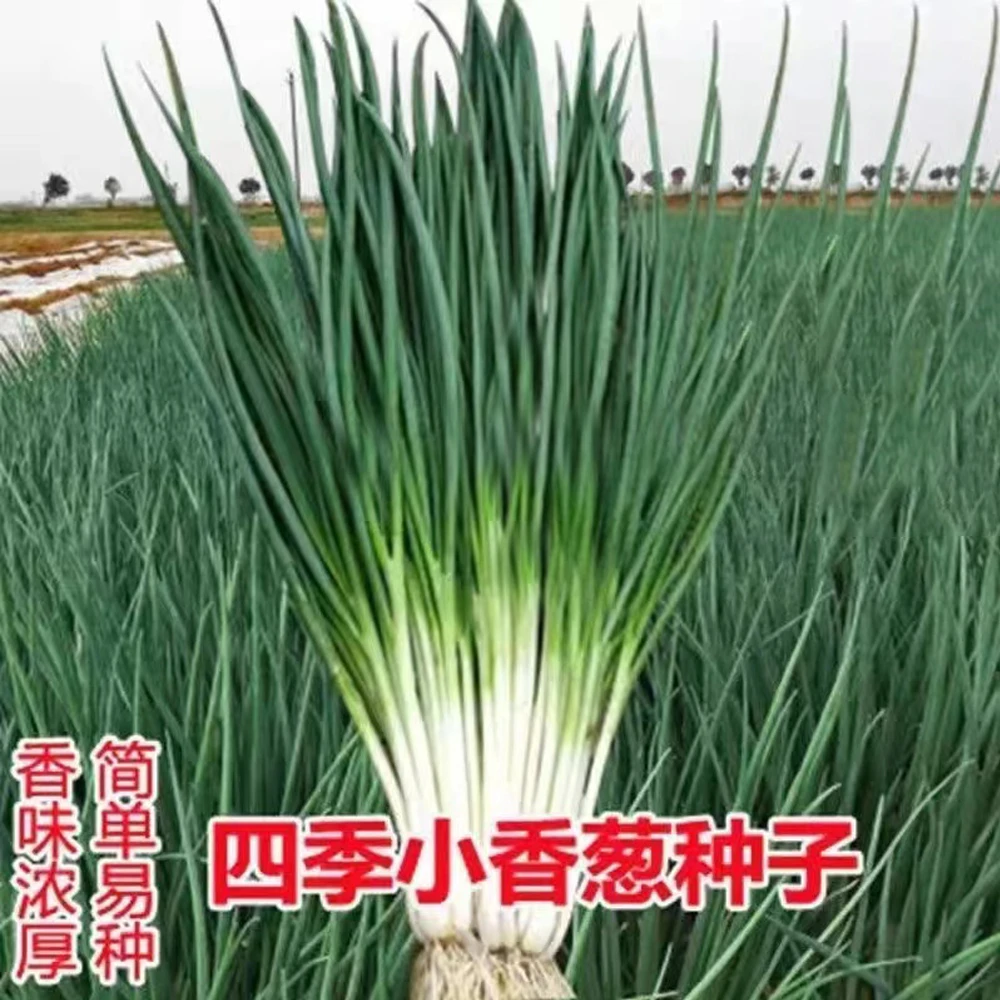 【3包3块8】小香葱籽种子四季易种种子阳台混合香葱种子生长