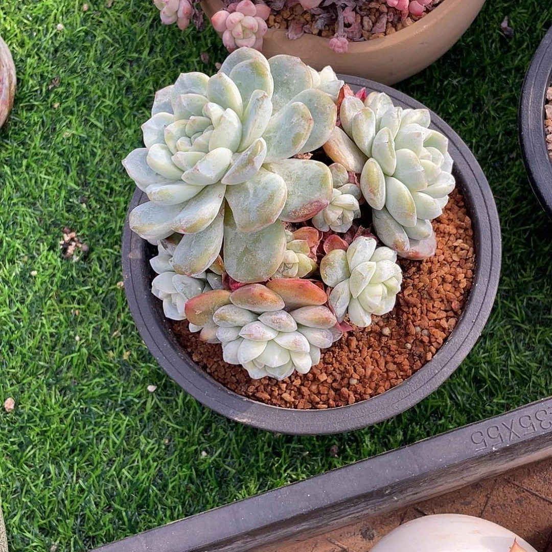 冰玉群生多肉植物一物一拍多肉