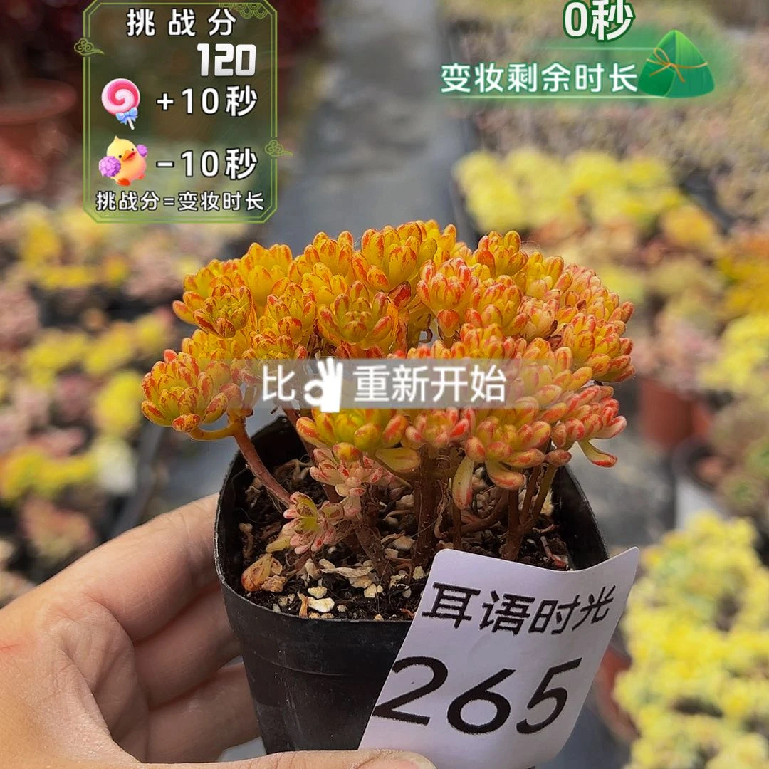 265号，带盆带土的发货