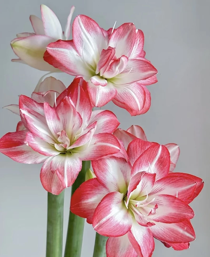 花孔雀进口种球朱顶红规格实际规格偏小秘鲁