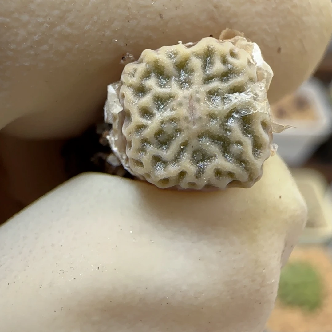 645超级烧麦优选