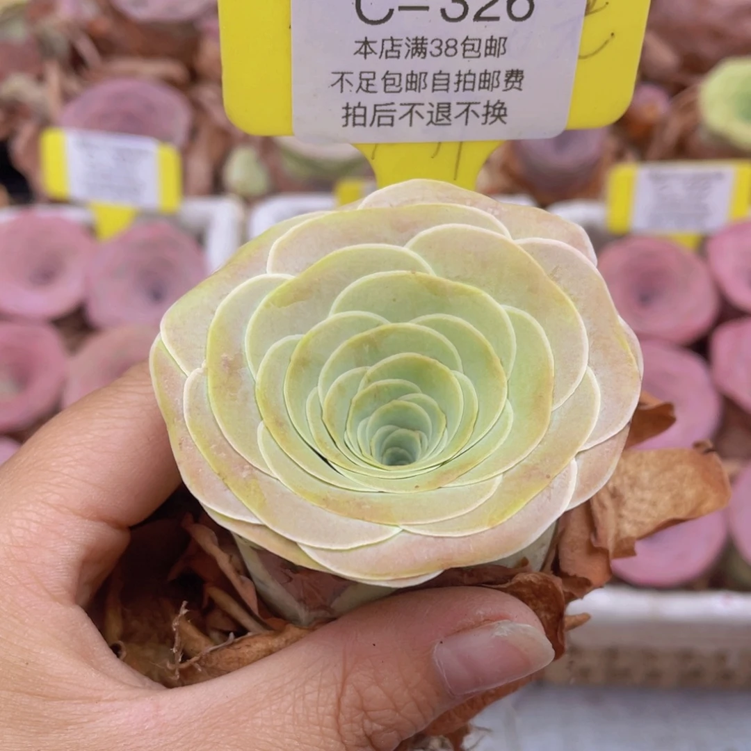山地玫瑰C326满38包邮裸根发货