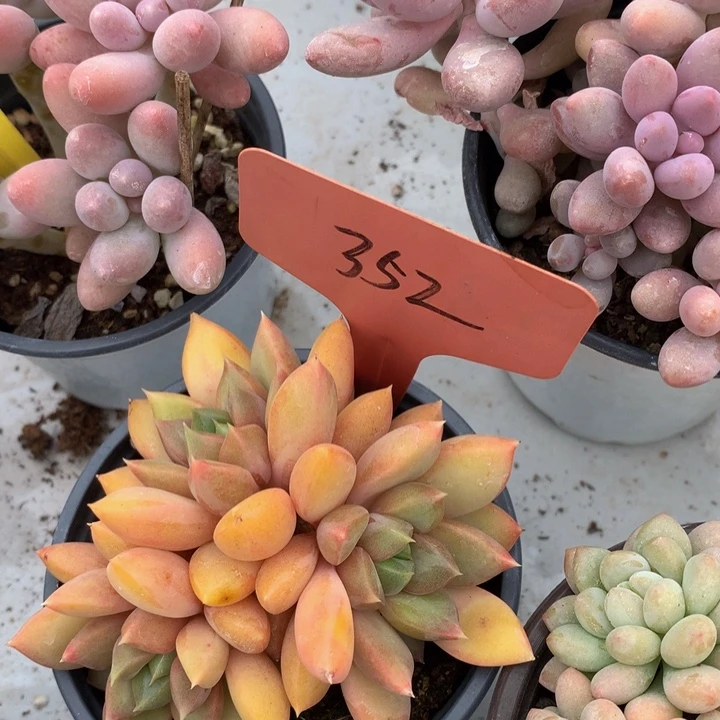 低头族黑u2626627272
