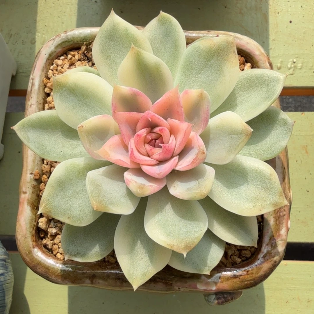 紫薯锦锦上园艺一物一拍