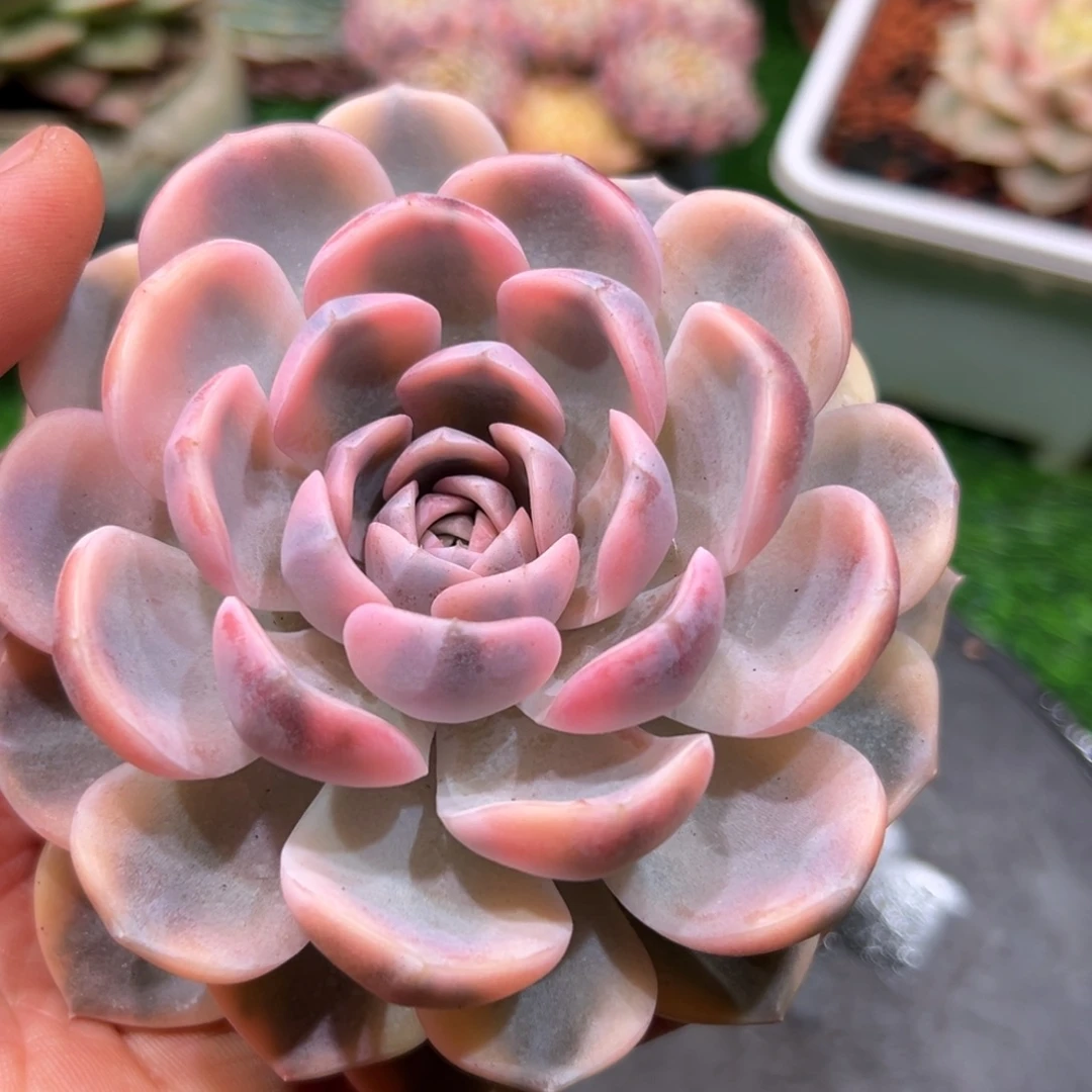 汉堡锦，一物一拍。