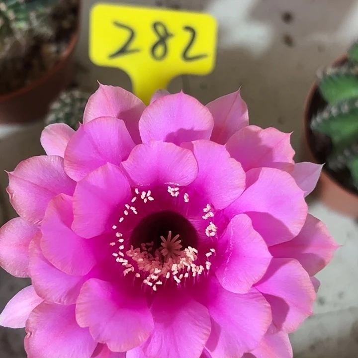 听***音282号实生 脱土发