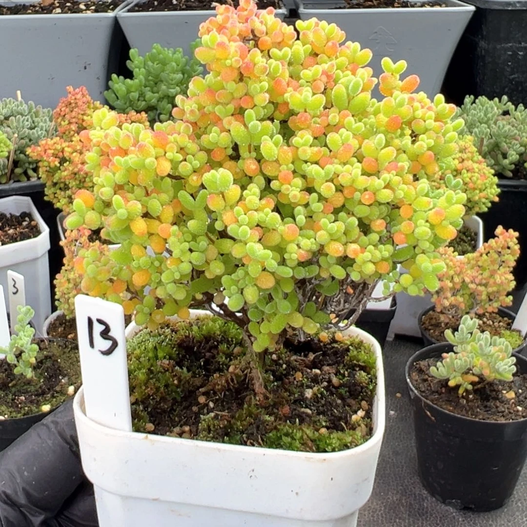 精控蜜橘小树款13号