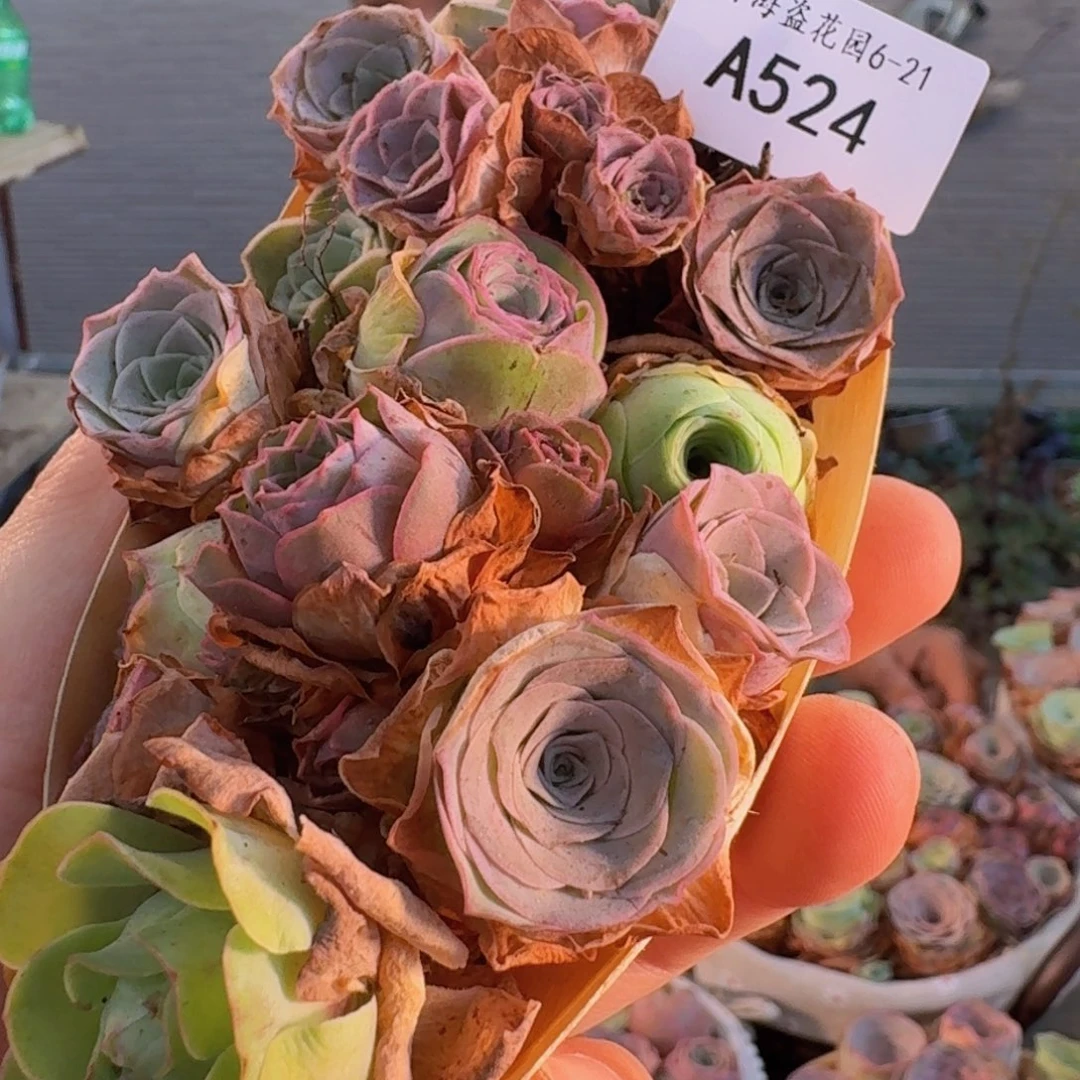 A524 玫瑰花舟组合