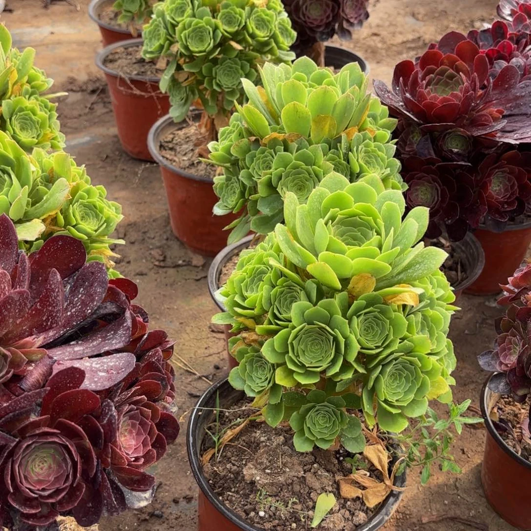 绿玫瑰9.9带主头法师嫩