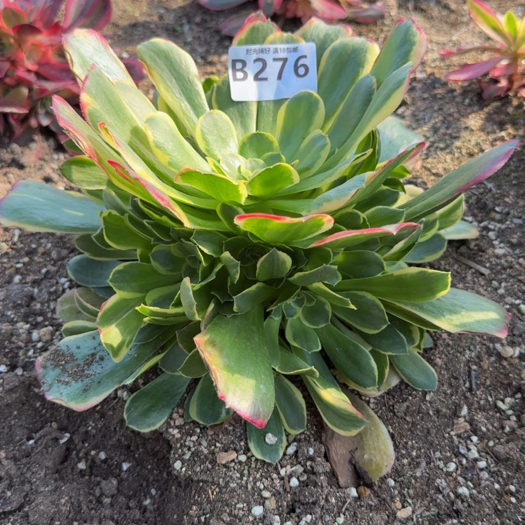 276特斯拉。多肉植物