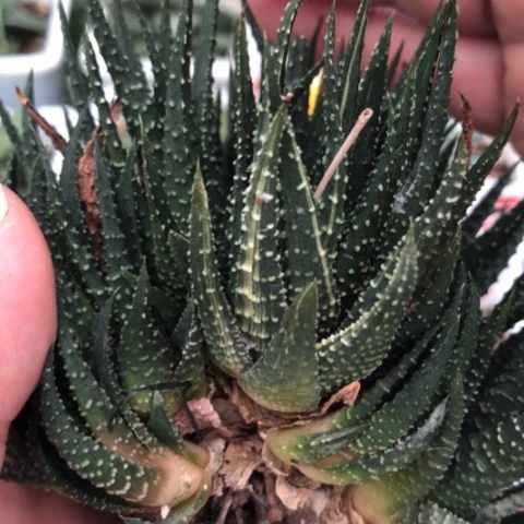 原始硬叶锦群硬叶