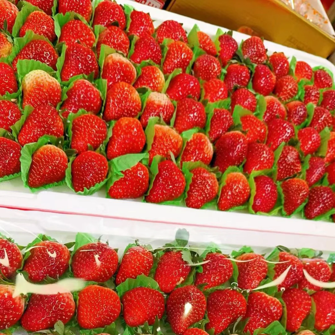 安徽红颜草莓牛奶草莓，