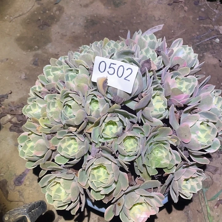 多肉植物法师502女妖