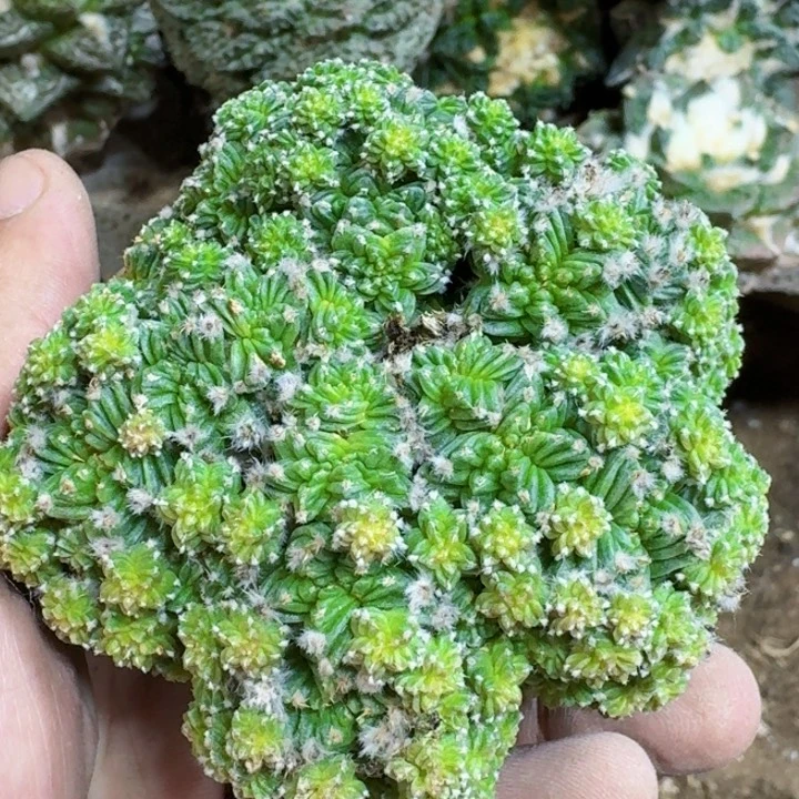 福利五星花龙群802