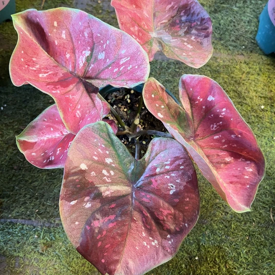 无花朵点赞福利泰彩90