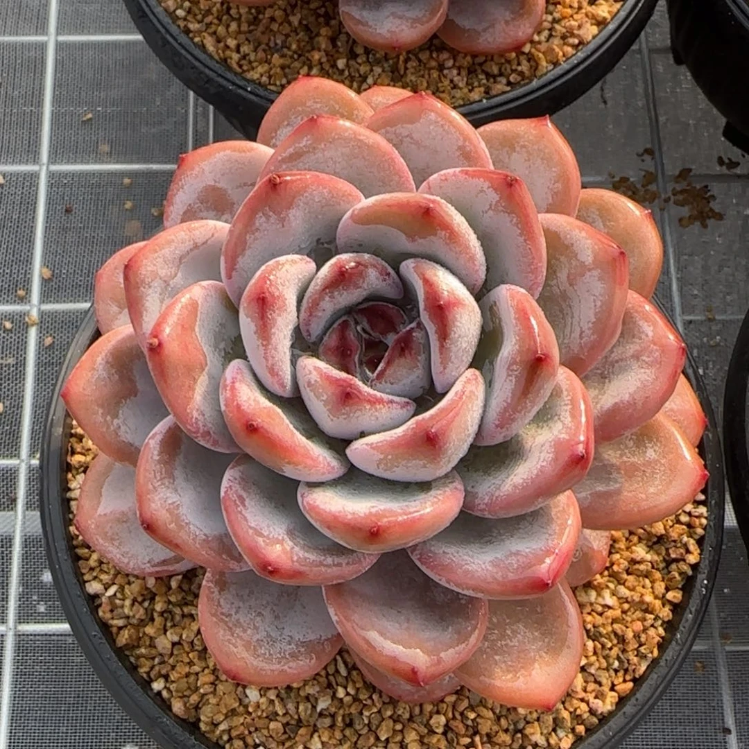 从前慢花园精选多肉星星雪