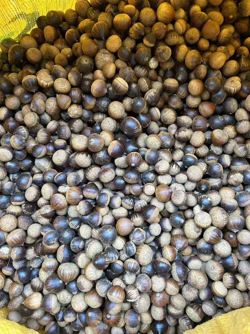 小小的2025年新鲜江西野生苦槠子 苦槠豆腐原料统货很小 不是板粟