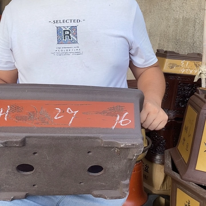 紫砂花盆盆栽花卉苗木种植