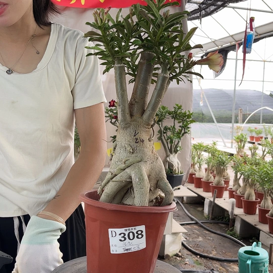 完全开放308俏佳人原盆土