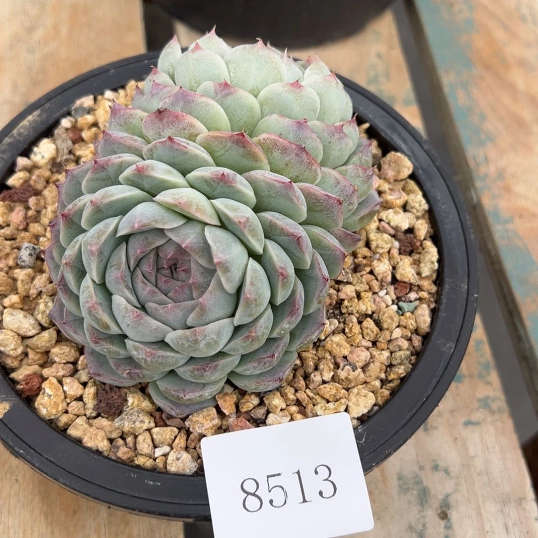 S****g8513多肉多多的的的