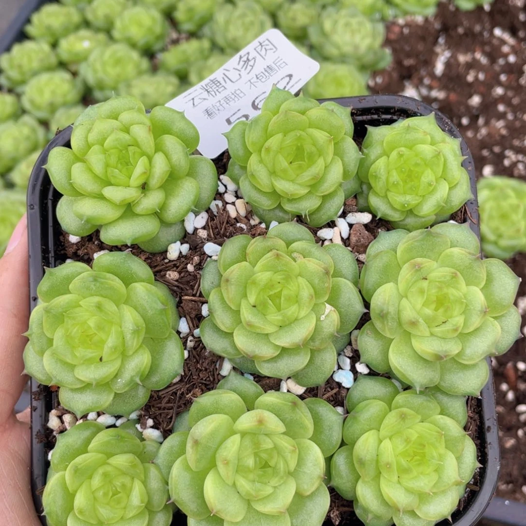 云糖心多肉植物562
