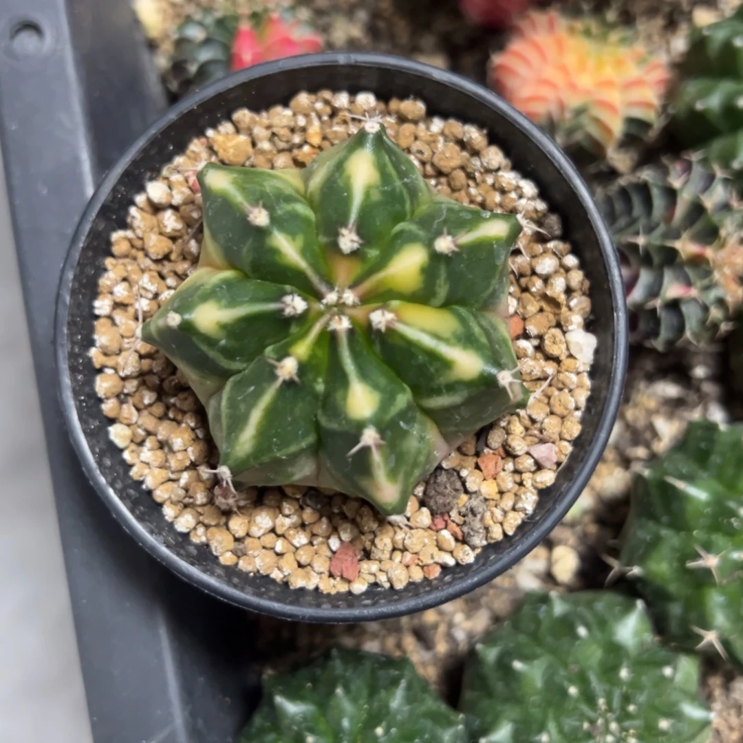 西红柿侧芽自根带盆土发货