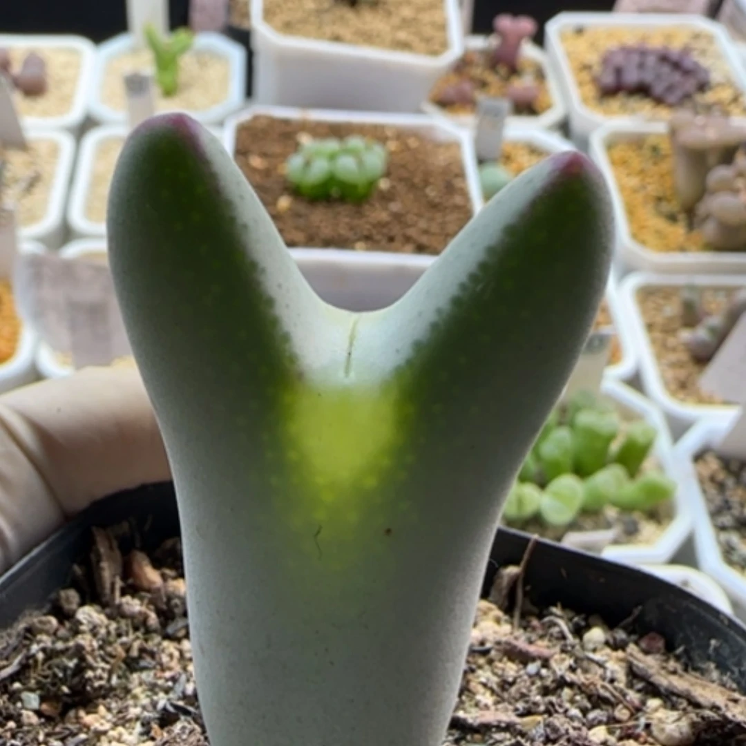 【闪购商品】21346毛将