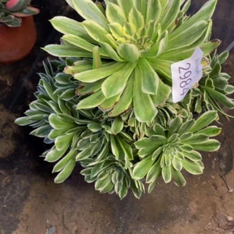 碧浪多肉植物2984