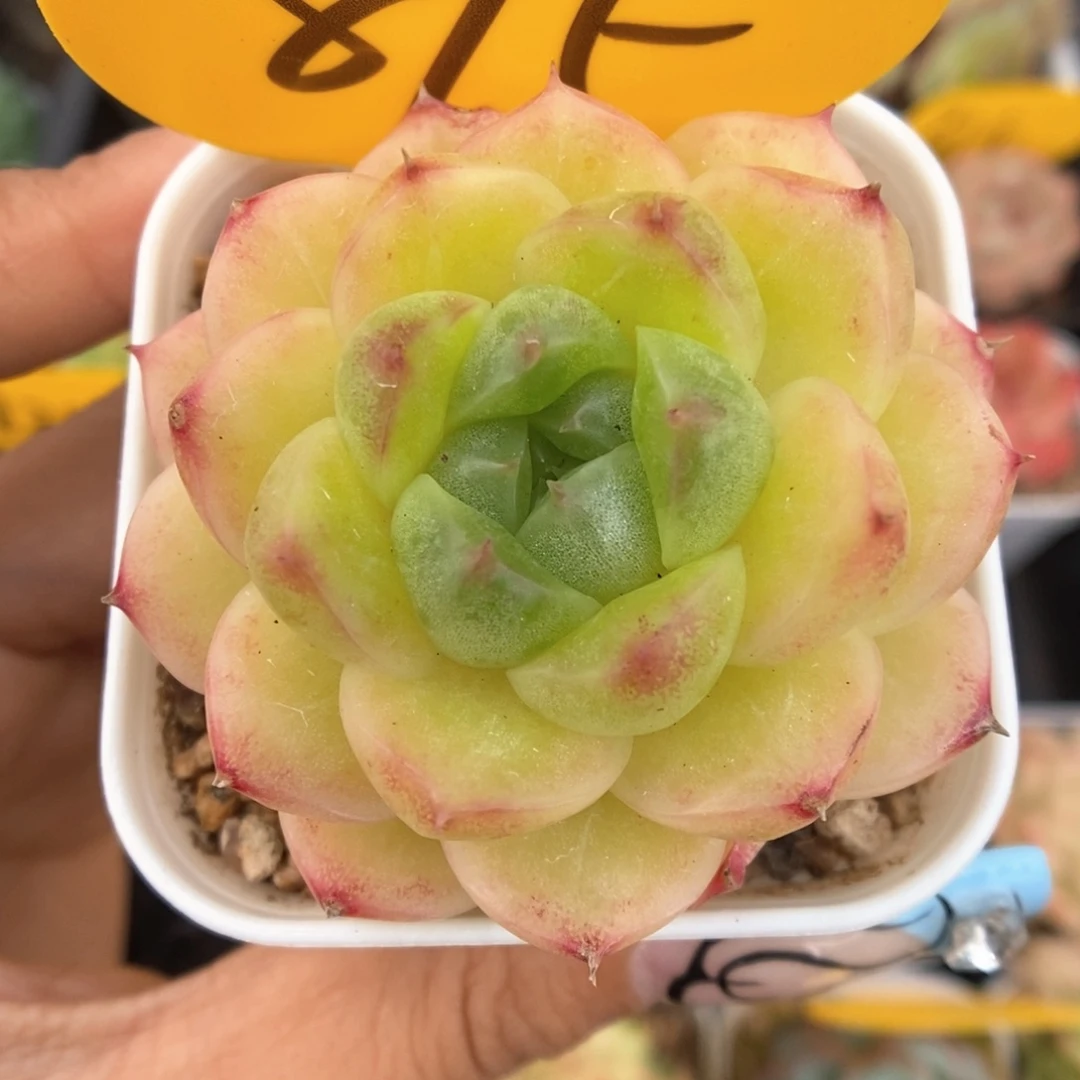 油透麦秆可拍895号。