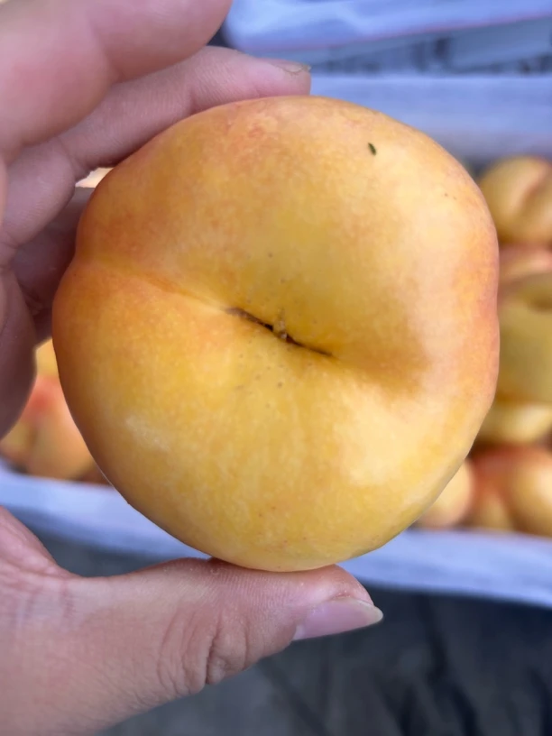 山东蒙阴蜜桃黄金油蟠桃新鲜脆甜多汁 果园产地直发