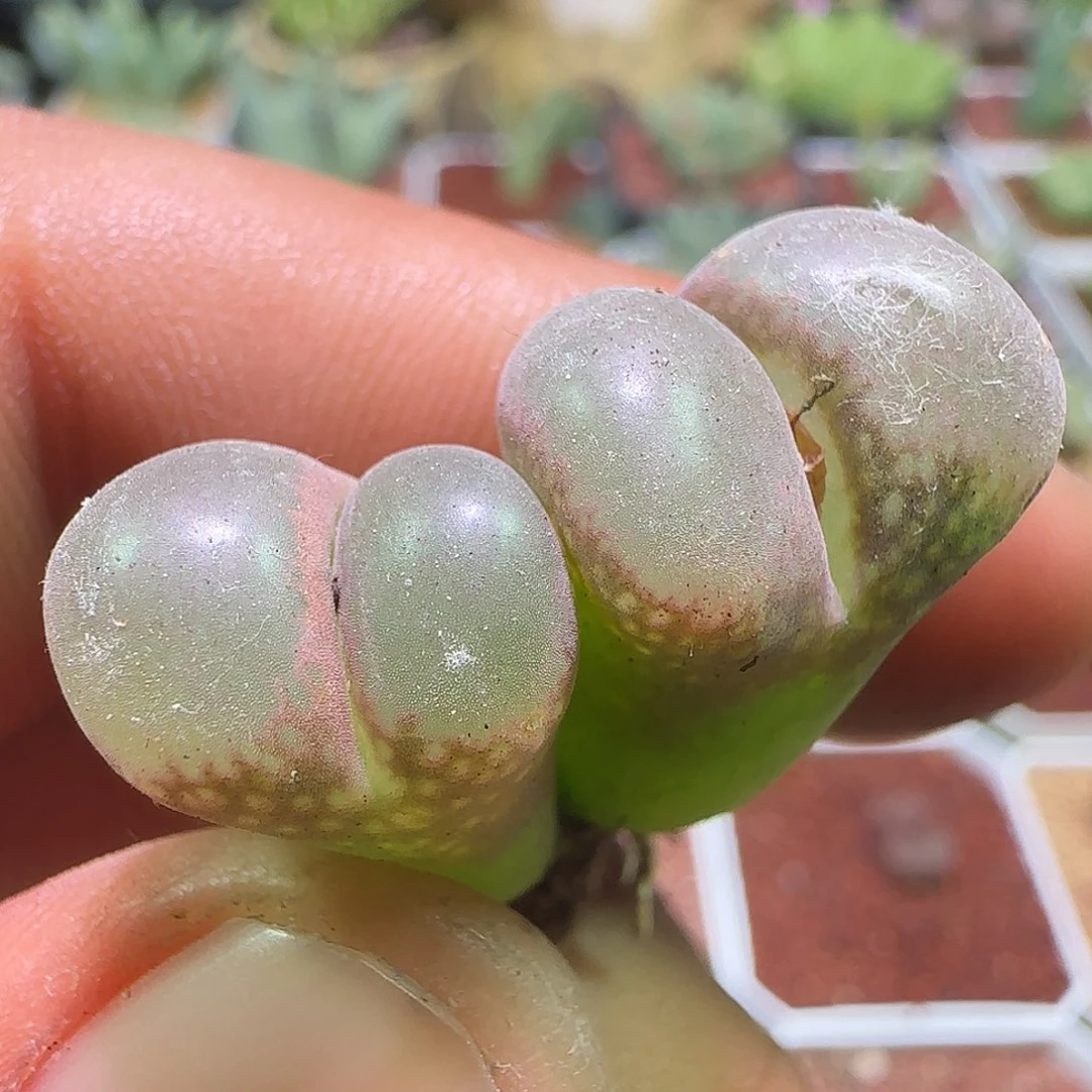 哈哈哈哈哈哈姐姐903