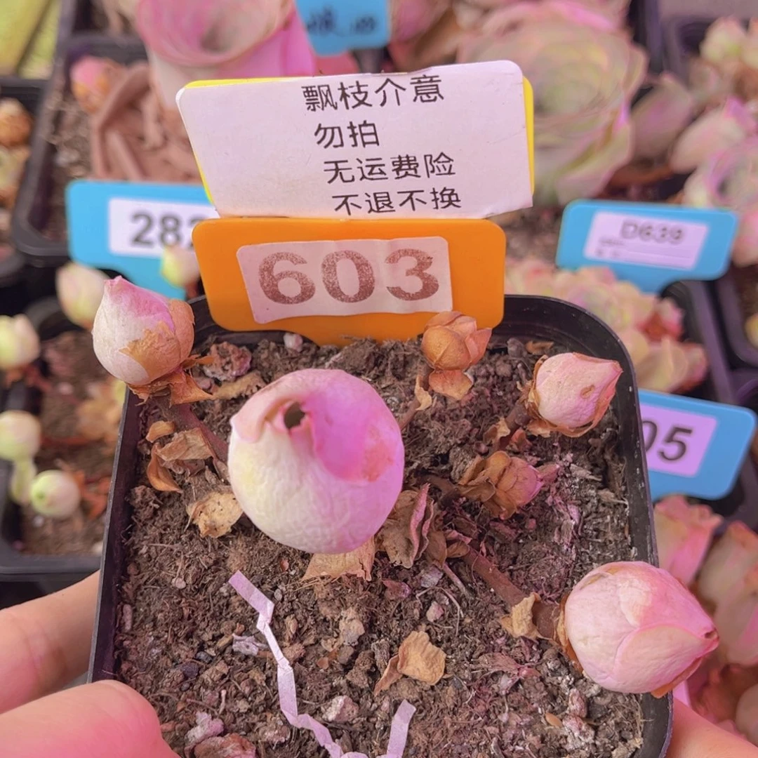 单品一物一拍603号