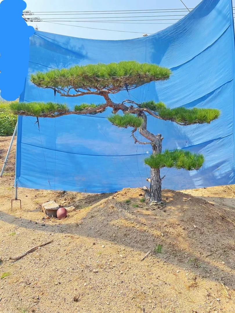 精品庭院赤松 意向金